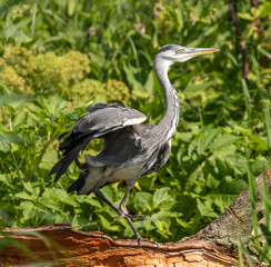Grey Heron