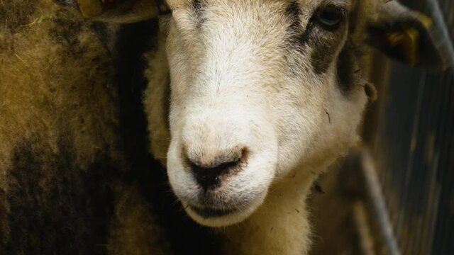 Close Up Of Female Jacob Sheep With A Funny Hair Cut.