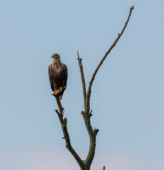 White tailed Eagle