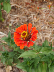Singledouble-flowered orange-red zinnias with small yellow rays of florets surrounded its great and high brown center disk