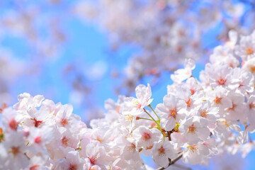 桜 © Paylessimages