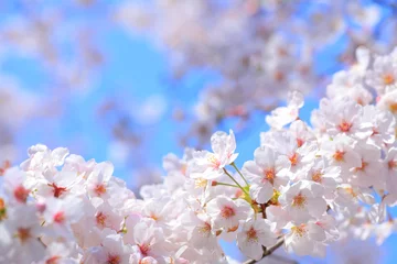 Foto auf Leinwand 桜 © Paylessimages