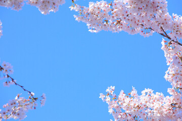 桜と青空