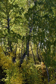 Forest panorama of birches with a yellow crown and rowan trees with red foliage in backlighting in an autumn birch grove. Sunny autumn in the foothills of the Western Urals.