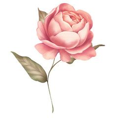 Pink rose flower isolated on white. Digital paining