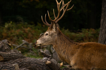 Naklejka na ściany i meble Photo of a beautiful and strong male deer during rutting season in the nature in Richmond park, London