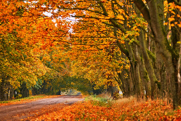 Country road, lane with trees in autumn. Fall season. Rows of trees in park alley