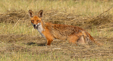 Naklejka na ściany i meble Red Fox hunting in meadow