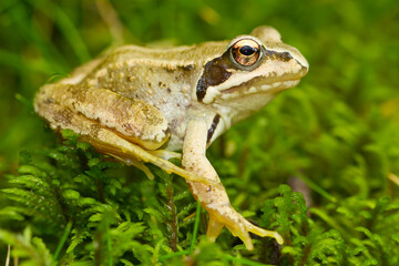  Rana bermeja (Rana temporaria), rana sobre el musgo descansando.