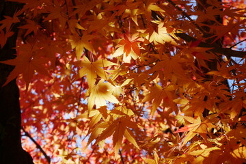 紅葉（オレンジ）