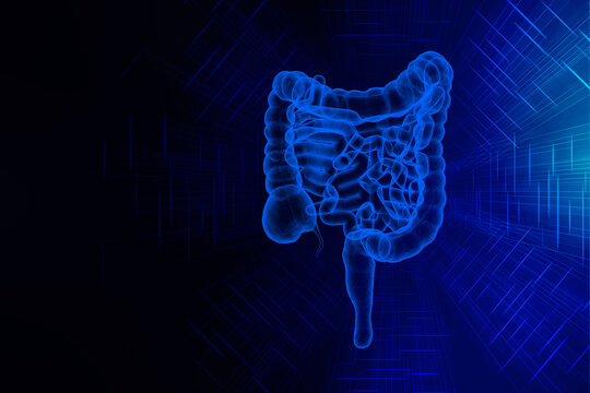 3D illustration of human Large Intestine

