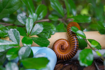 The millipede can roll into a ball on the ground in garden. It is slow moving detritivores, eating...