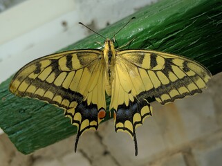 butterfly on leaf