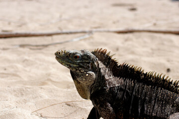 Iguane