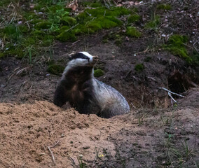 European Badger at its sett © David