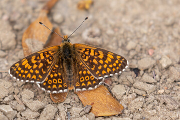 Fritillary Butterfly