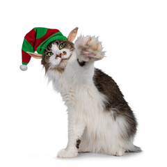 Fototapeta na wymiar Cute Maine Coon cat, sitting up with one paw high in the air wearing elf hat. Isolated on white background.