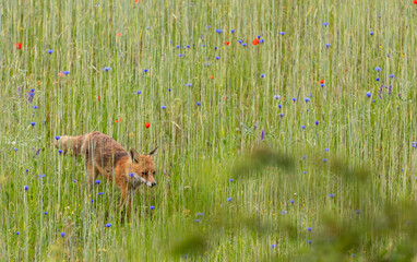 Red Fox (Vixen) foraging for food for her cubs, summer '20
