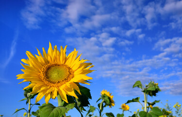 Blooming sunflowers against a blue sky with white clouds in summer