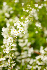 庭に咲くユキヤナギの花