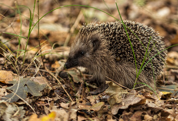 young hedgehog in the wild,