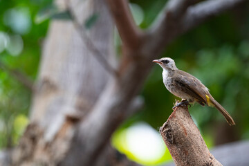 Yellow - vented Bulbul