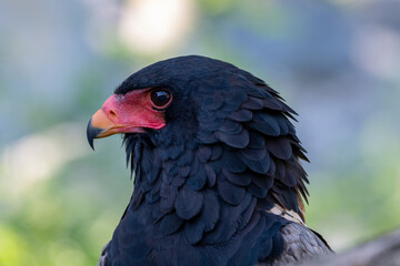 Bateleur (Terathopius ecaudatus) in side view portrait