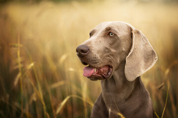 Portrait of a long hair Weimaraner in the Field