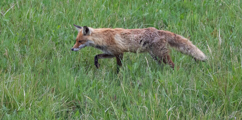 Red Fox (Vixen) foraging for food for her cubs, summer '20
