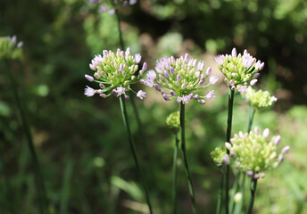 Allium angulosum, the mouse garlic in organic garden.It is a species of garlic. Allium angulosum is cultivated as an ornamental and also as an herb for kitchen gardens. Bulbs and leaves are edible.