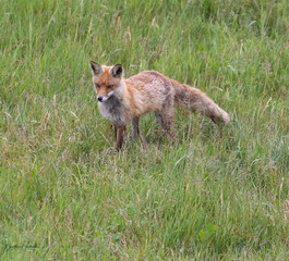 Red Fox (Vixen) foraging for food for her cubs, summer '20
