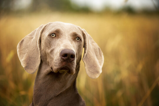 Portrait of a long hair Weimaraner in the Field