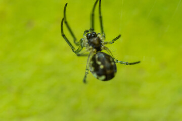 ARAÑA MACRO