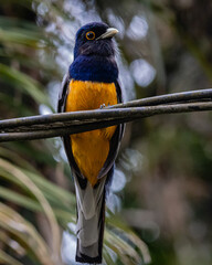 A  colorful, curious, and big-eyed bird perched on a wire