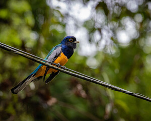 A  colorful, curious, and big-eyed bird perched on a wire