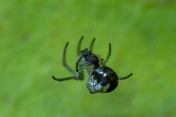 SPIDER, ARAÑA