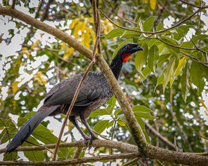 A big bird perched on a tree on a rainy day
