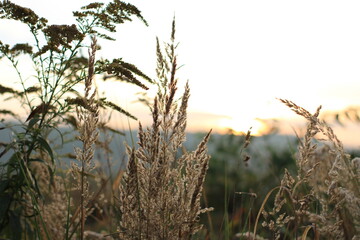 trawy na łące na podczas wschódu Słońca jesienią w małopolsce 
