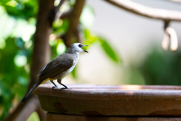Yellow - vented Bulbul