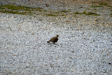 Cute dove looks around to find some seed.