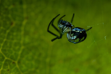 SPIDER, ARAÑA MACRO
