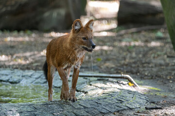 Asian Wild Dog (Dhole) walking out of a puddle with water dripping from its maw