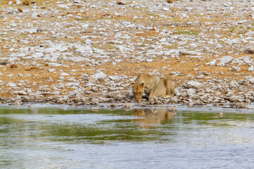 Naklejka na ściany i meble Lioness drinking at a waterhole in Etosha National Park in Namibia