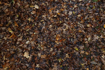 雨上がりの落葉