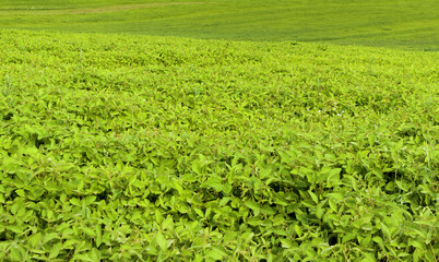 Fototapeta na wymiar Green agricultural field with plants as background