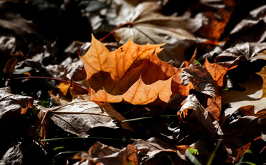 autumn leaves on the ground