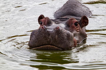 Hippopotamus swimming in a small lake in a game reserve in Central Namibia