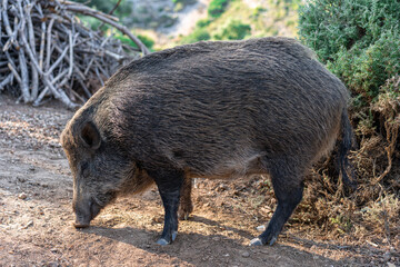 wild boar pig sleeping in the forest