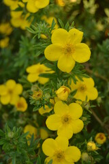 yellow flowers