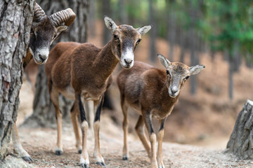 Naklejka na ściany i meble Deer family in the forest and goats